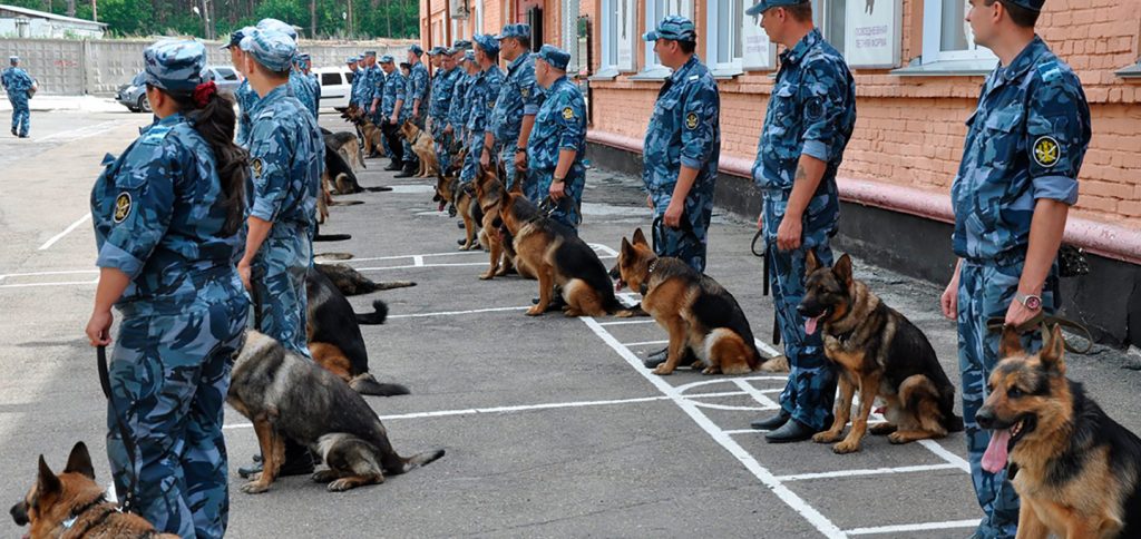 диплом кинолога онлайн